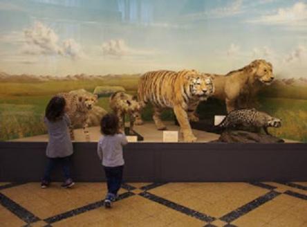 Animali per Gioco - Visita guidata per bambini e ragazzi al Museo Civico di Zoologia, Roma