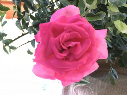 VII Festa delle Rose