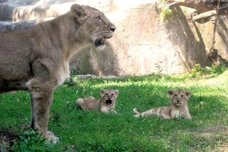 Le due leoncine del Bioparco si chiamano Aasha e Naisha
