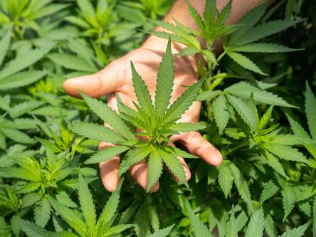 Cannabis legale: una guida completa