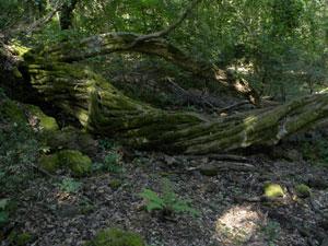 passeggiata nel bosco delle fate