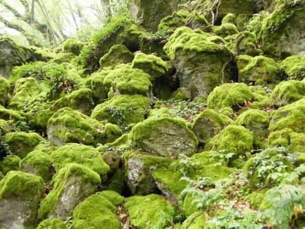 Passeggiata nel bosco del Sasseto
