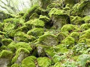 Un bosco pieno di misteri: il Sasseto di Torre Alfina