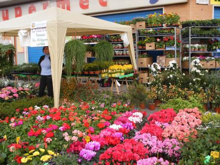 tor lupara in fiore