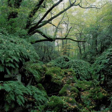 La primavera nel bosco del Sasseto