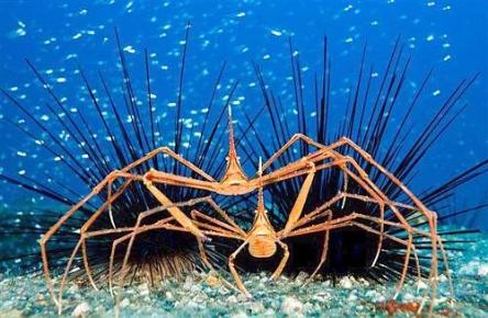 Animali per Gioco: visita guidata per bambini al Museo Civico di Zoologia