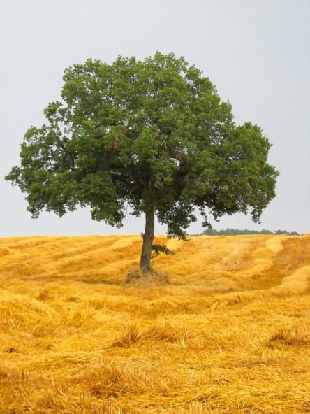 I CAMMINI DI ANAM  Il sentiero verso se stessi