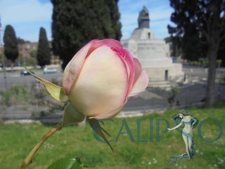 Il roseto comunale di Roma, visita guidata 11 Giugno