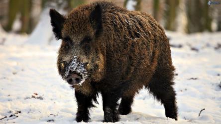 VI SAGRA DEL CINGHIALE E DEI PRODOTTI TIPICI DEI MONTI PRENESTINI