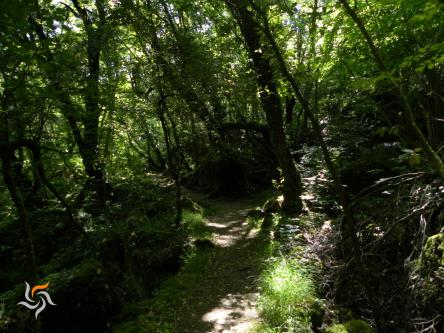 Il bosco al Tramonto