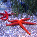 Snorkeling d'autunno al Circeo