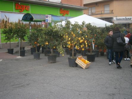 tor lupara in fiore