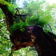 Nei sentieri del Bosco del Sasseto