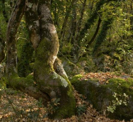 una giornata nell'impenetrabile e affascinante Selva del Lamone