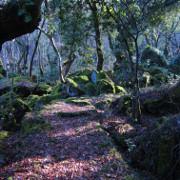 Autunno al bosco delle Fate