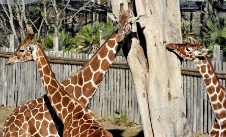 23 giugno giornata della Giraffa