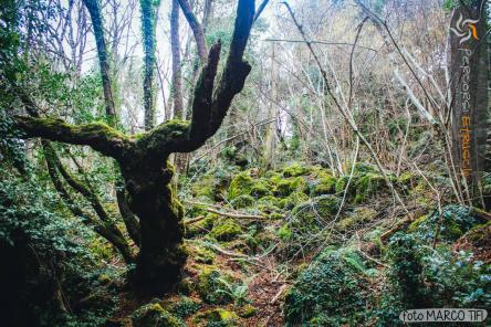 LA FORESTA INCANTATA: TRA LE FATE DEL BOSCO DEL SASSETO