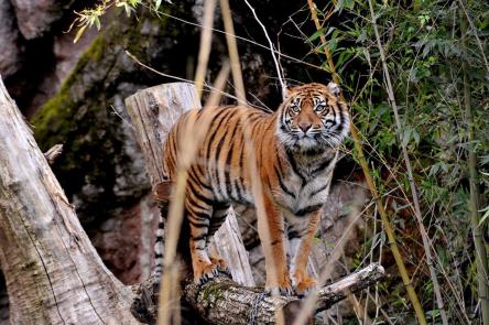 Domenica 8 marzo al Bioparco Giornata mondiale Fauna selvatica