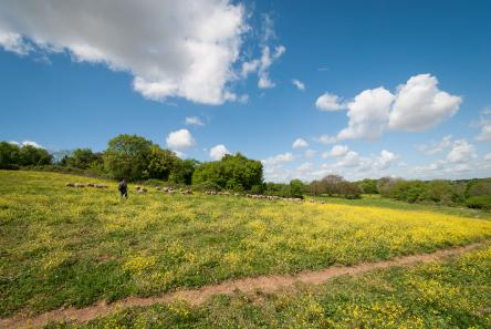 VIVI I PARCHI DEL LAZIO. Passeggiata naturalistica in Caffarella