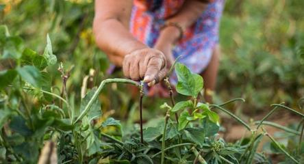 Green Movie Film Fest 2020, VII edizione. L’Ambiente come risposta alla crisi