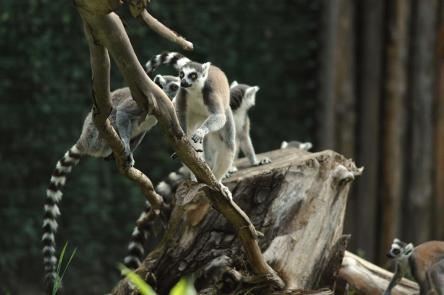 Domenica 14 FEBBRAIO: DOPPIA PROMOZIONE AL BIOPARCO