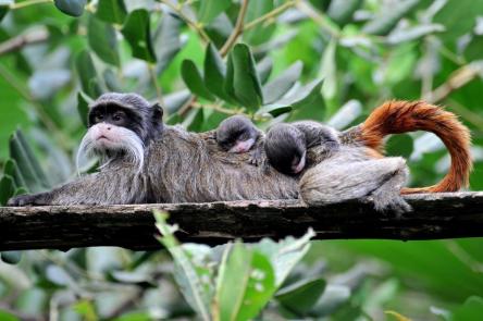 Nati al Bioparco due gemelli di tamarino imperatore