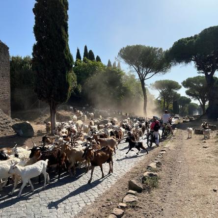 In sella tra storia e natura -tour guidato Appia&Caffarella