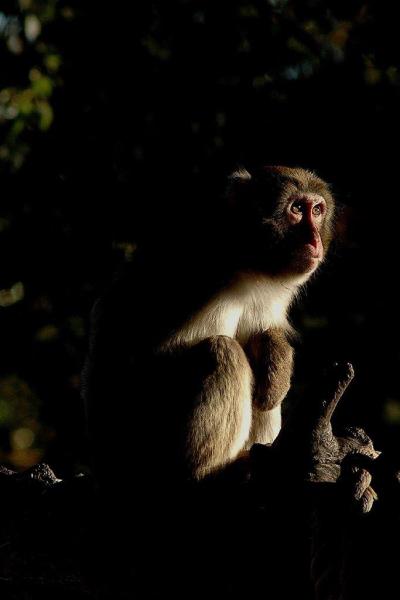 Al Bioparco di Roma i Safari Night