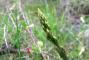 Festa degli asparagi
