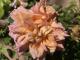 2 Giorni sulle Rose