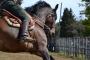 Mostra Nazionale del Cavallo Maremmano 2017