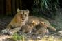 Al Bioparco di Roma sono nate due leoncine