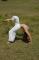 YOGA IN SPIAGGIA OSTIA