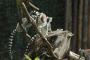 Domenica 14 FEBBRAIO: DOPPIA PROMOZIONE AL BIOPARCO
