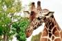 Al Bioparco la visita guidata ‘Giraffa, un animale da record!’