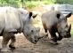 AL BIOPARCO VISITA GUIDATA ‘L’ORA DELLA TERRA’