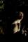 Al Bioparco di Roma i Safari Night
